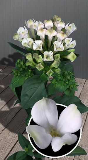 BOUVARDIA ROYAL CREAM 50